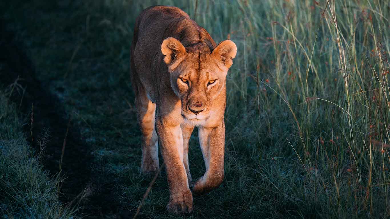 african lion safari private tour