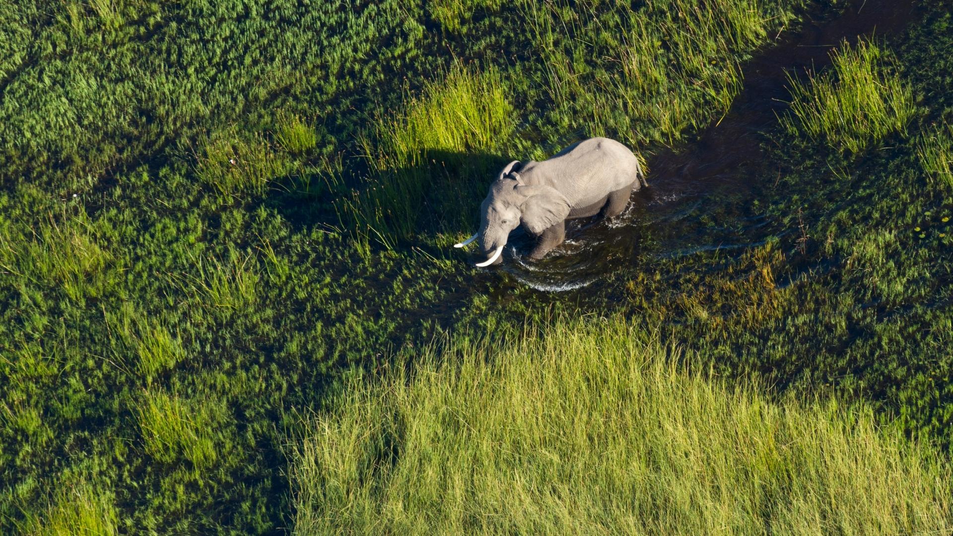 A helicopter view of an elephant - Moremi Game Reserve, Botswana