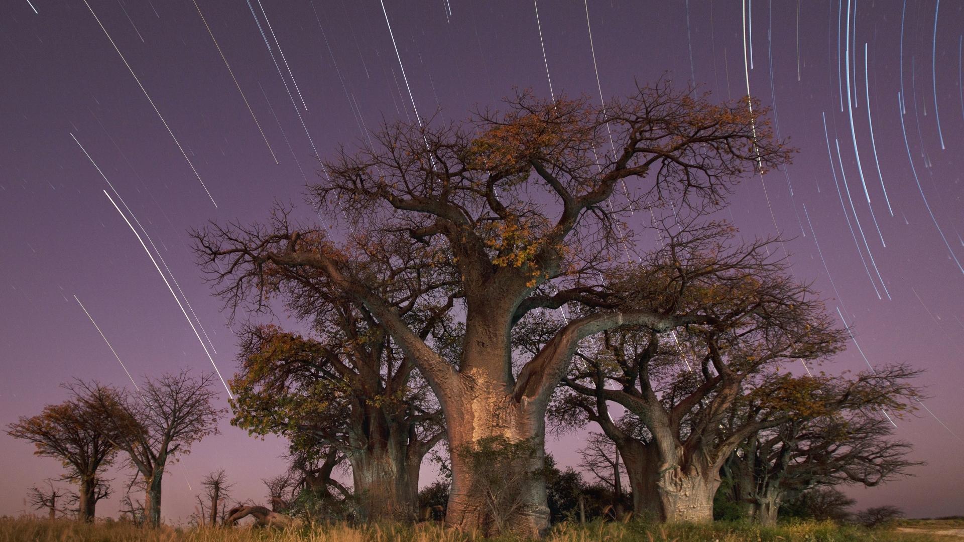 Baobabs under the stars at Nxai Pan - Botswana