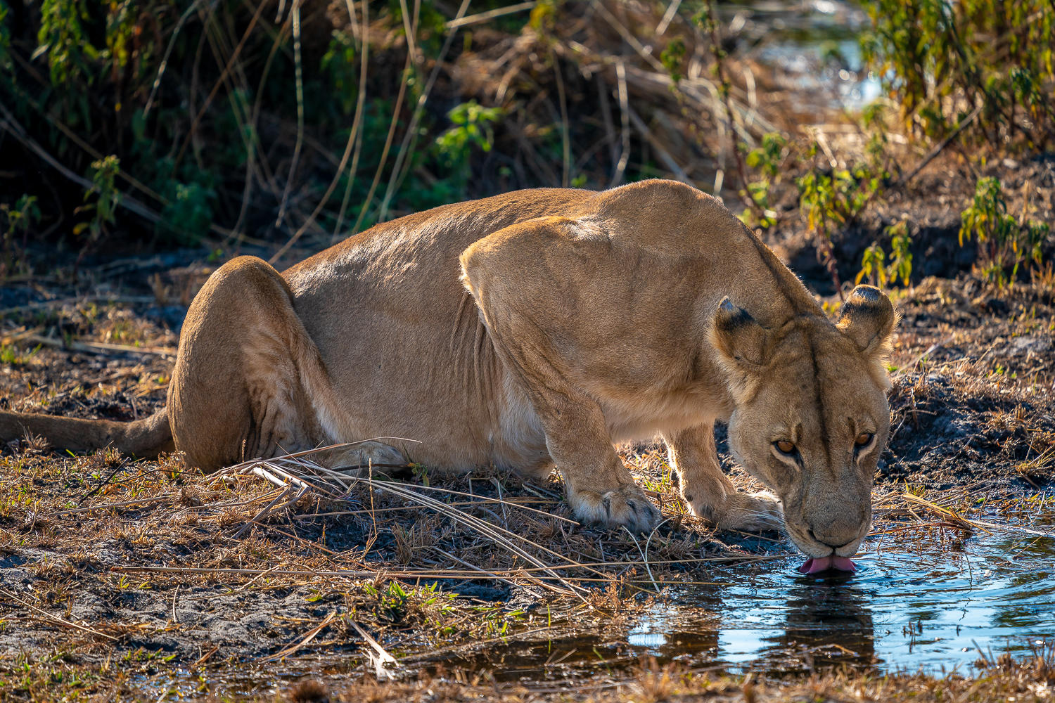 Lionness drinking near Jao Camp - Okavango Delta - Credit: Dana Allen