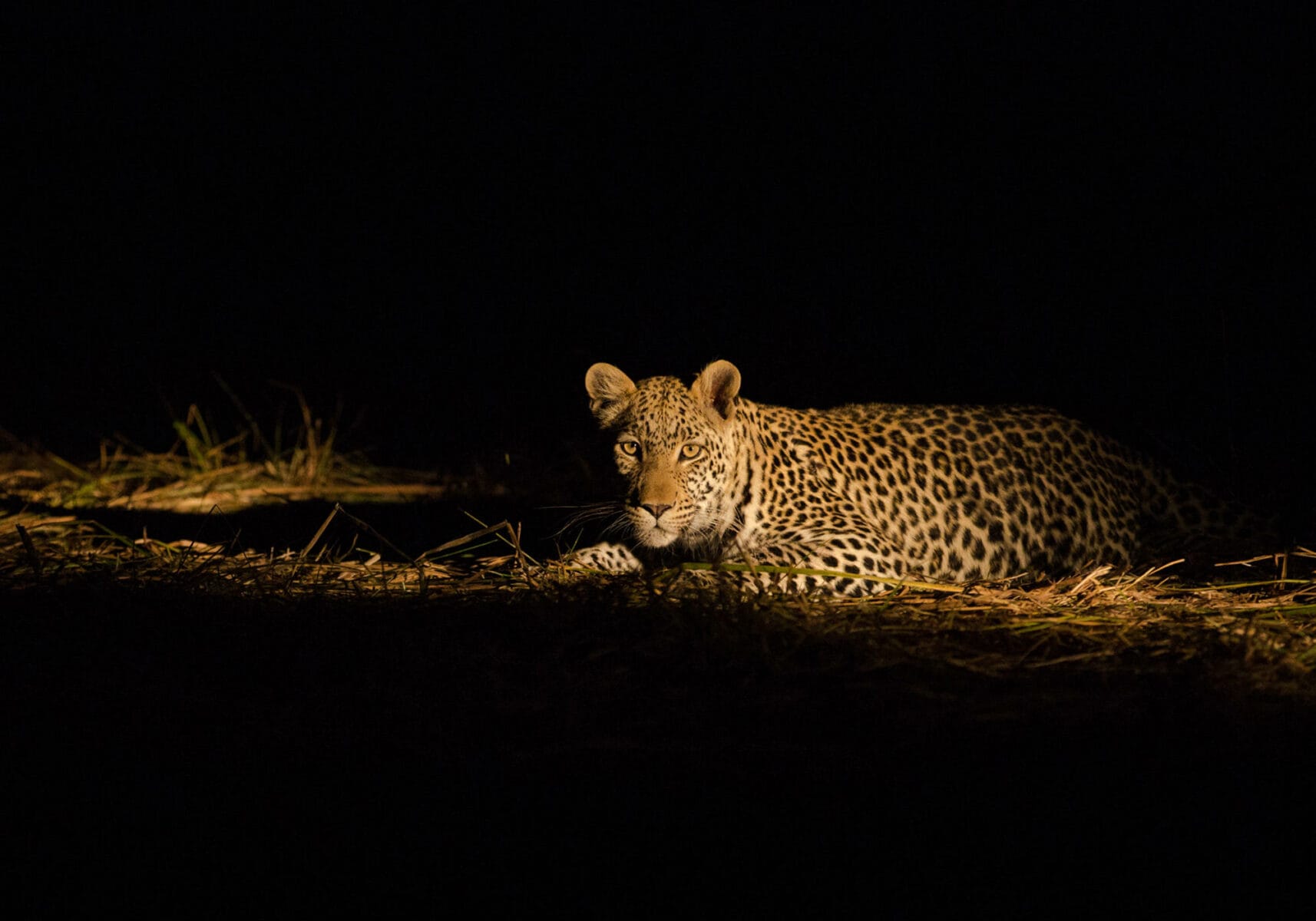 Botswana - night drive leopard - Andrew Howard