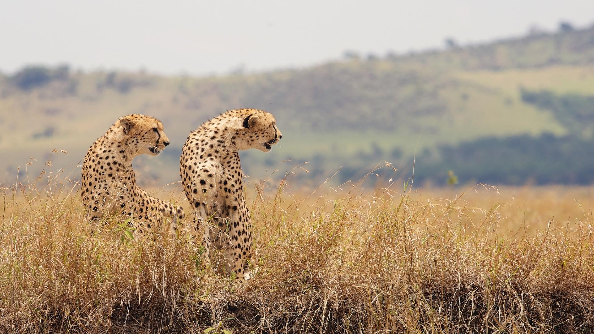 Cheetah brothers, Botswana
