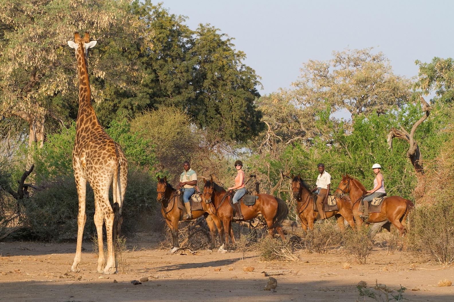 Giraffe seen on horseback safari - Mashatu Tented Camp - Botswana