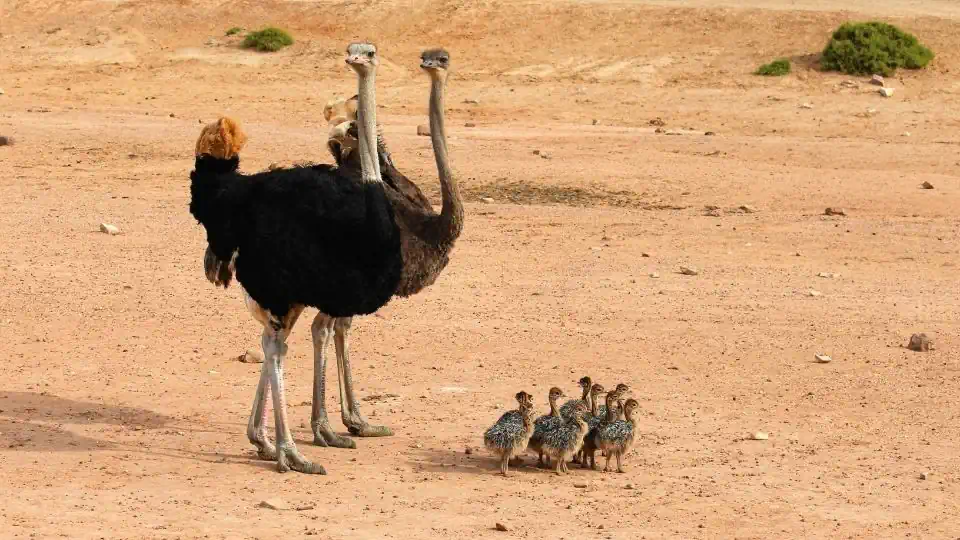 Ostrich family - Central Kalahari - Botswana safari