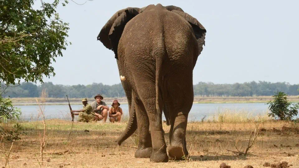 Elephant seen on Zambia walking safari