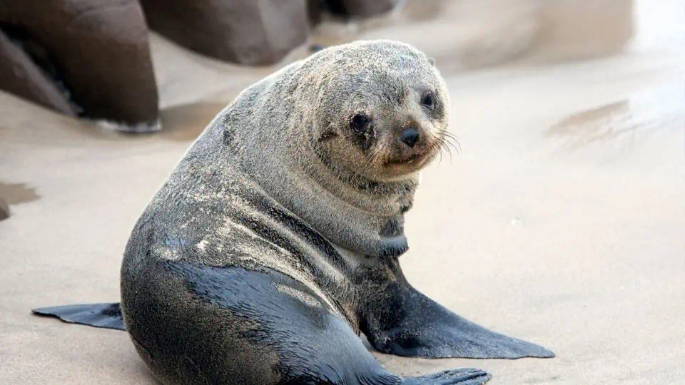 baby seal - Cape Cross seal colony - Namibia tours