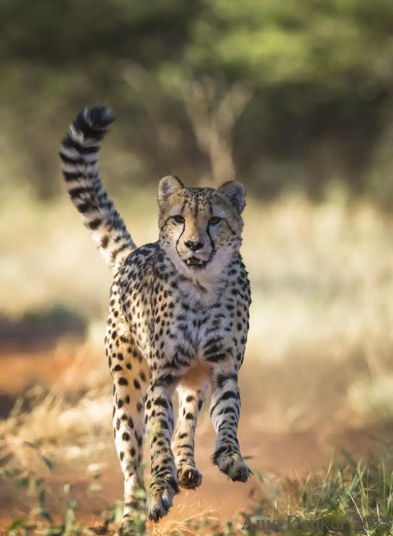 cheetah at Africat foundation Okonjima - Namibia safari tours