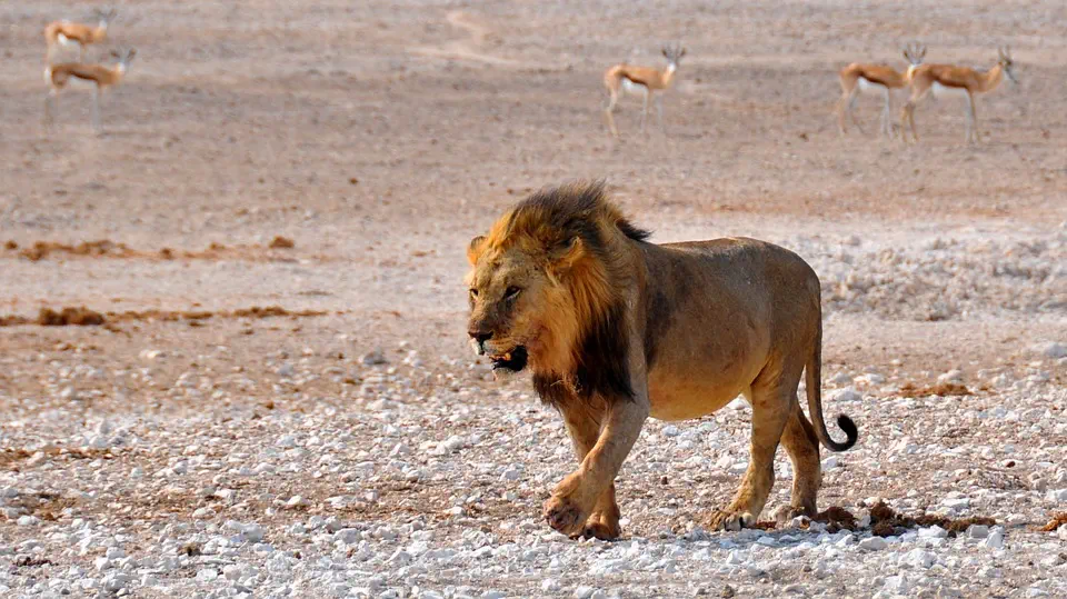 desert dwelling lion - Namibia big 5 safari