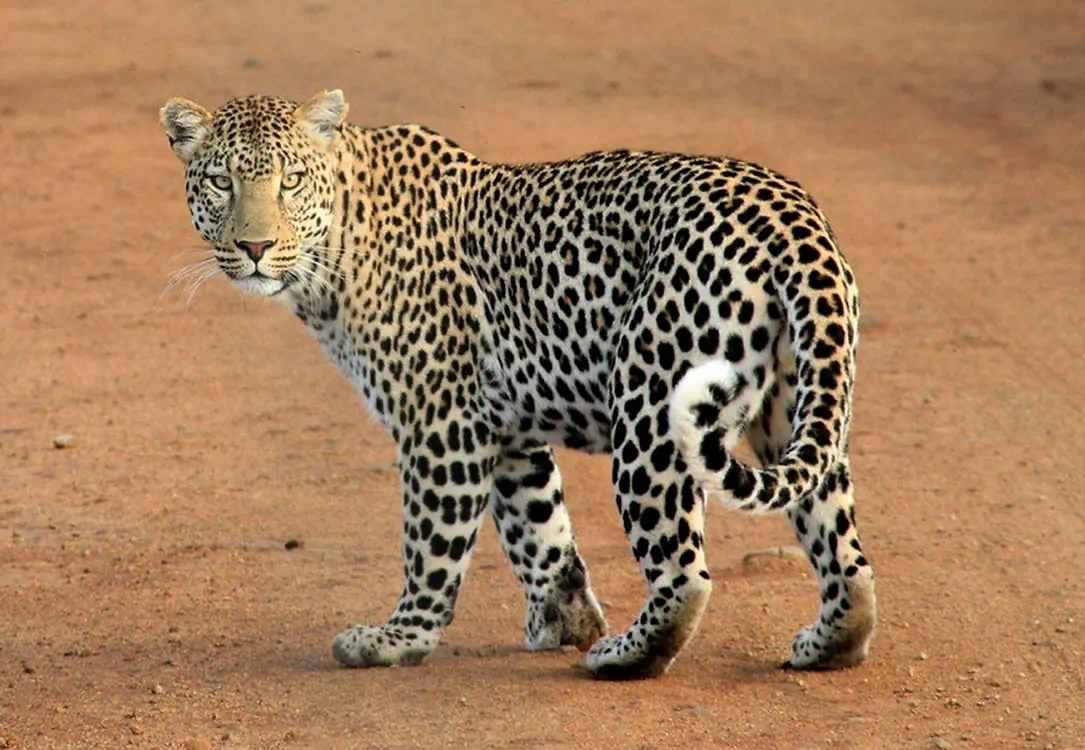 leopard - Namibia big 5 safari