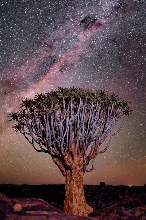 quivertree - stargazing - Namibia self-drive tour