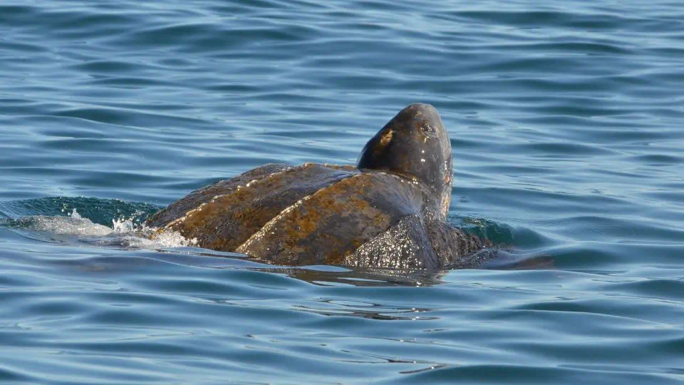 Leatherback turtle - Namibia big 5 marine safari