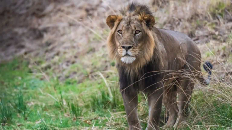 Lion in South Luangwa - Zambia Big 5 safari