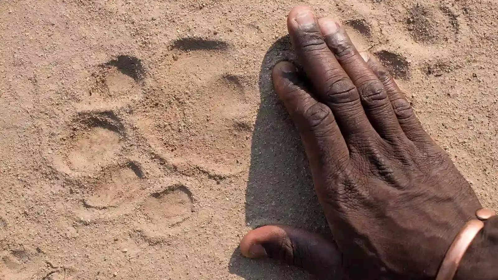 African safari guide examining footprint